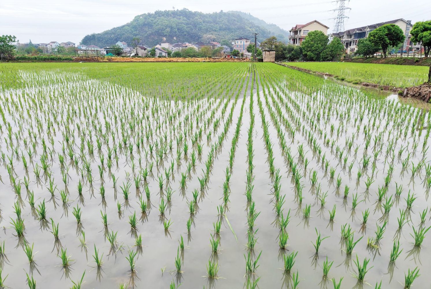 全市早稻播種達7萬畝，技術推廣助力農業增效